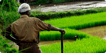 Farmer in rice field