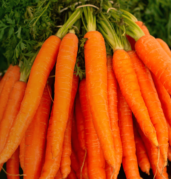 Fresh carrots from farm