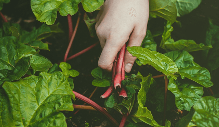 Fresh vegetables